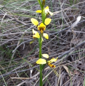 Diuris sulphurea at Acton, ACT - suppressed