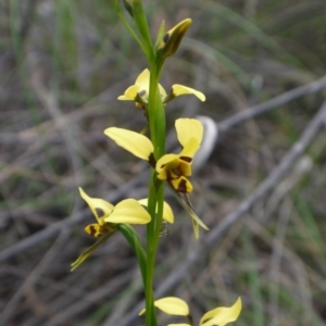 Diuris sulphurea at Acton, ACT - suppressed