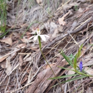 Caladenia moschata at Acton, ACT - 25 Oct 2014