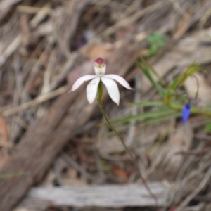 Caladenia moschata at Acton, ACT - 25 Oct 2014