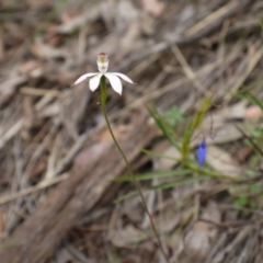 Caladenia moschata at Acton, ACT - suppressed