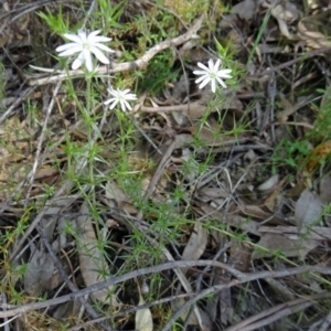 Stellaria pungens at Farrer Ridge - 25 Oct 2014 09:02 AM