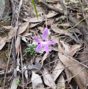 Glossodia major at Canberra Central, ACT - suppressed