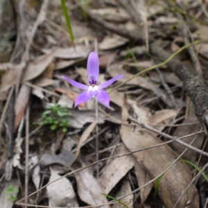 Glossodia major at Canberra Central, ACT - 25 Oct 2014