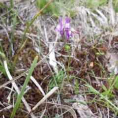 Linaria pelisseriana (Pelisser's Toadflax) at Acton, ACT - 25 Oct 2014 by ClubFED