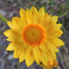 Xerochrysum viscosum (Sticky Everlasting) at Tuggeranong DC, ACT - 18 Oct 2014 by michaelb