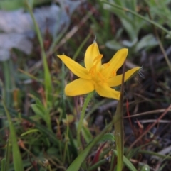 Hypoxis hygrometrica (Golden Weather-grass) at Tuggeranong DC, ACT - 18 Oct 2014 by MichaelBedingfield