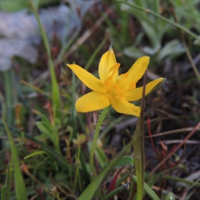 Hypoxis hygrometrica (Golden Weather-grass) at Tuggeranong DC, ACT - 18 Oct 2014 by michaelb