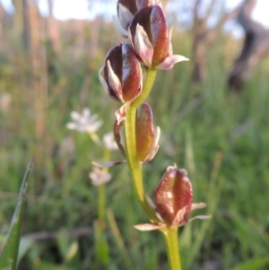 Wurmbea dioica subsp. dioica at Tuggeranong DC, ACT - 18 Oct 2014 07:09 PM