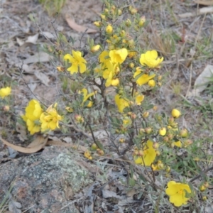 Hibbertia obtusifolia at Tuggeranong DC, ACT - 18 Oct 2014 07:28 PM