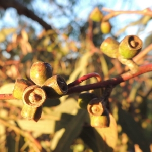 Eucalyptus bridgesiana at Rob Roy Range - 18 Oct 2014 07:13 PM