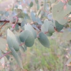 Eucalyptus bridgesiana at Rob Roy Range - 18 Oct 2014