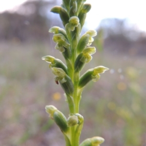 Microtis unifolia at Tuggeranong DC, ACT - suppressed