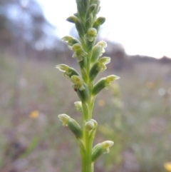 Microtis unifolia at Tuggeranong DC, ACT - suppressed