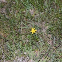 Hypoxis hygrometrica (Golden Weather-grass) at Tuggeranong DC, ACT - 18 Oct 2014 by MichaelBedingfield