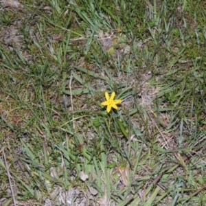 Hypoxis hygrometrica at Tuggeranong DC, ACT - 18 Oct 2014