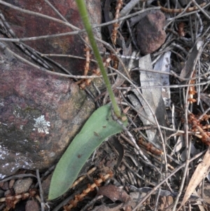 Glossodia major at Majura, ACT - suppressed