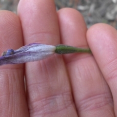 Glossodia major at Majura, ACT - 20 Oct 2014