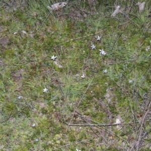 Isotoma fluviatilis subsp. australis at Tuggeranong DC, ACT - 18 Oct 2014 07:48 PM