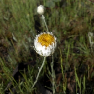 Leucochrysum albicans subsp. tricolor at Campbell, ACT - 24 Oct 2014 08:19 AM