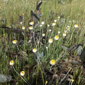 Leucochrysum albicans subsp. tricolor at Campbell, ACT - 24 Oct 2014