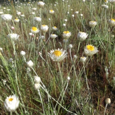 Leucochrysum albicans subsp. tricolor (Hoary Sunray) at Campbell, ACT - 24 Oct 2014 by SilkeSma