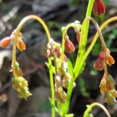 Gonocarpus sp. at Farrer Ridge - 24 Oct 2014 by galah681