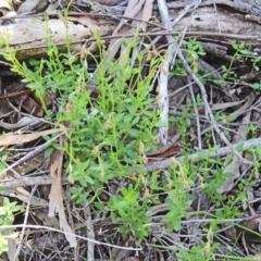 Gonocarpus sp. at Farrer Ridge - 25 Oct 2014