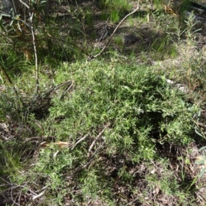 Billardiera sp. at Farrer Ridge - 25 Oct 2014