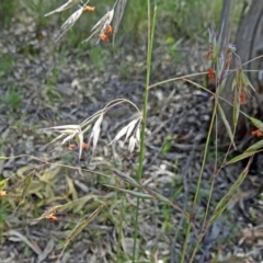 Rytidosperma pallidum (Red-anther Wallaby Grass) at Farrer Ridge - 25 Oct 2014 by galah681