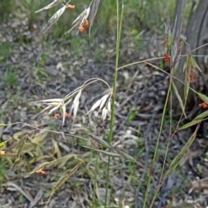 Rytidosperma pallidum at Farrer Ridge - 25 Oct 2014