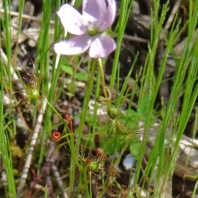 Drosera auriculata (Tall Sundew) at Farrer Ridge - 25 Oct 2014 by galah681