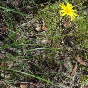 Microseris walteri at Farrer Ridge - 25 Oct 2014 09:37 AM