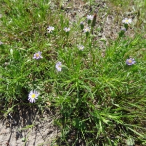 Vittadinia sp. at Farrer Ridge - 25 Oct 2014 09:51 AM