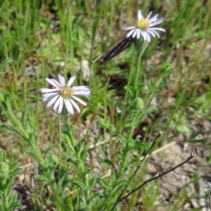 Vittadinia sp. at Farrer Ridge - 25 Oct 2014 09:53 AM