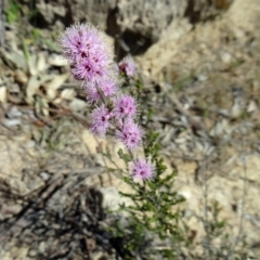 Kunzea parvifolia (Violet Kunzea) at Farrer Ridge - 24 Oct 2014 by galah681