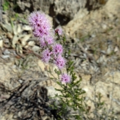 Kunzea parvifolia (Violet Kunzea) at Farrer, ACT - 25 Oct 2014 by galah681