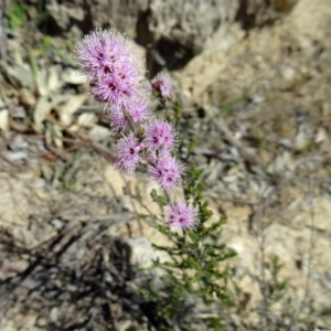 Kunzea parvifolia at Farrer, ACT - 25 Oct 2014