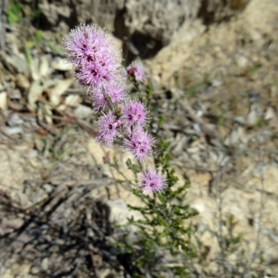 Kunzea parvifolia (Violet Kunzea) at Farrer, ACT - 25 Oct 2014 by galah681