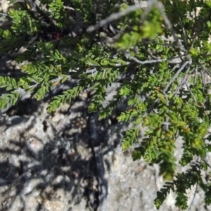 Kunzea parvifolia at Farrer, ACT - 25 Oct 2014