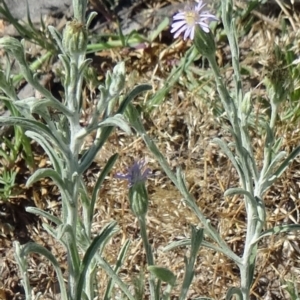 Vittadinia cuneata var. cuneata at Farrer, ACT - 25 Oct 2014