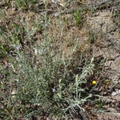 Vittadinia cuneata var. cuneata at Farrer, ACT - 25 Oct 2014 10:01 AM