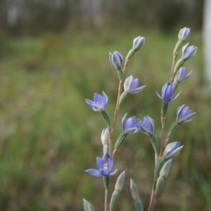 Thelymitra peniculata at Gungahlin, ACT - suppressed