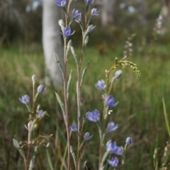 Thelymitra peniculata at Gungahlin, ACT - 26 Oct 2014