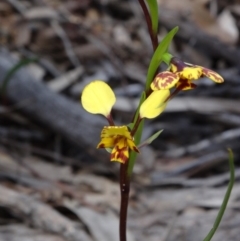 Diuris nigromontana (Black Mountain Leopard Orchid) - 1 Jan 1900 by galah681