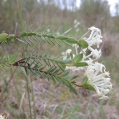 Pimelea glauca (Smooth Rice Flower) at Bonython, ACT - 15 Oct 2014 by michaelb