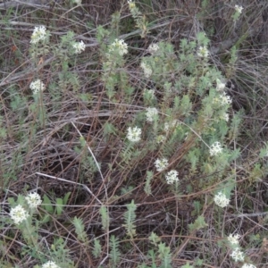 Pimelea glauca at Bonython, ACT - 15 Oct 2014