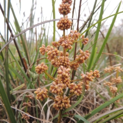 Lomandra multiflora (Many-flowered Matrush) at Paddys River, ACT - 20 Oct 2014 by michaelb