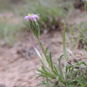 Vittadinia muelleri at Paddys River, ACT - 20 Oct 2014