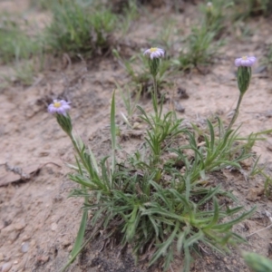 Vittadinia muelleri at Paddys River, ACT - 20 Oct 2014